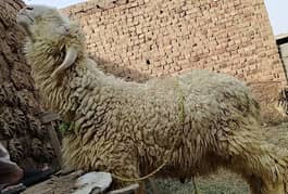 Qurbani
