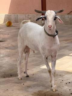 White tapra