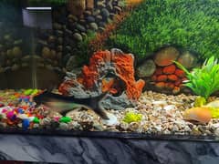 Aquarium with 3D background + fishes for sale 1 Koi + 2 Sharks