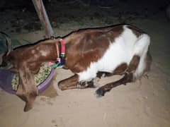 Bakra,