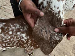 Goats for sale