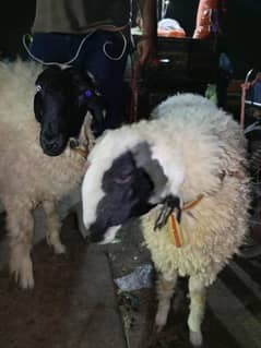 Qurbani