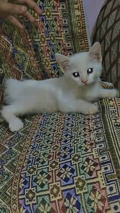 White cat