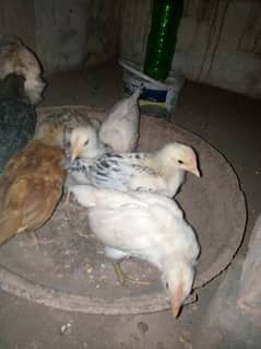 Chicks