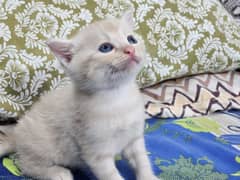 persian