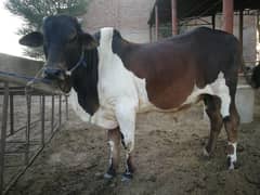 Qurbani ka janwar | Bull | qurbani janwar | wacha