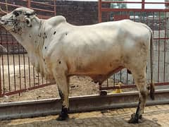 bulls  Qurbani ky liyey [03394284155]
