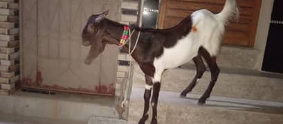 qurbani