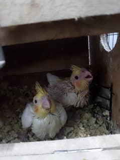 cocktail red eyes chicks