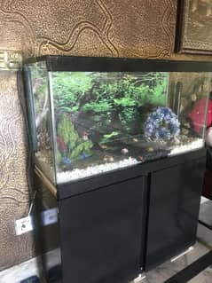 3 Ft Fish Aquarium setup