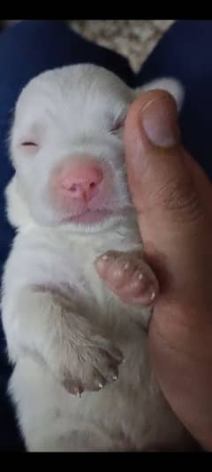 Poodle Pups triple coated Highest Quality
