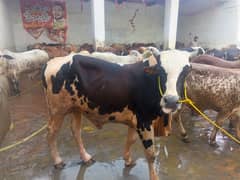 Perofational qasai for bakra, dumba