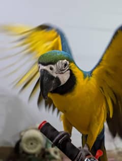 blue Gold macaw