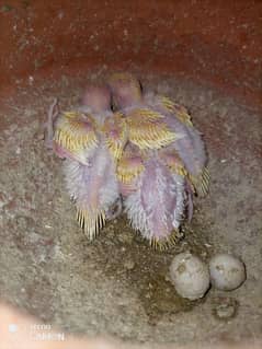 red eyes Australian parots for sale . full colony sale krne ha. 700 per