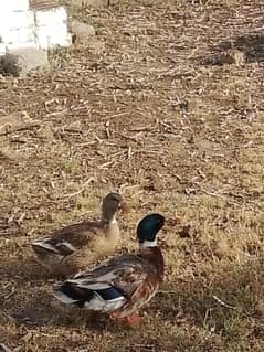 1 pair of ducks