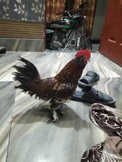English game fancy hen