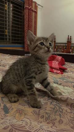Persian kitten