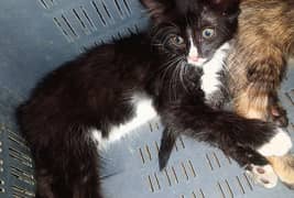 Mixed Breed 3 Persian Cats 2 months old, for sale.