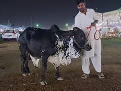 Ghena