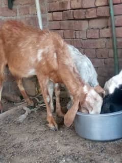 do bachy male or aik bakri 45 03269495035