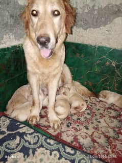 Puppies