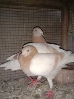 Breader