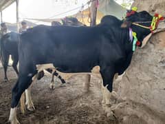 Heavy Weighted Bull ready ( whatsapp or call 03133321201)