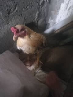 aseel jawa