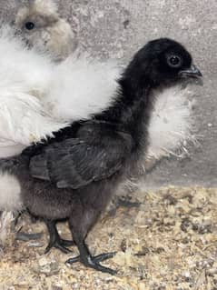 Ayam