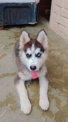 Siberian husky dual coat