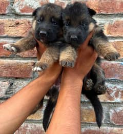GERMAN SHEPHERD PAIR FOR SALE.