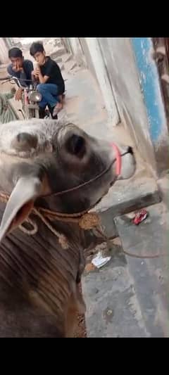 cow 4dant
