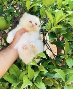 Persian Tripple Coated Kitten/Cats Punchface Female Kitten