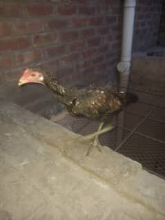 aseel hen with one pair of chicks