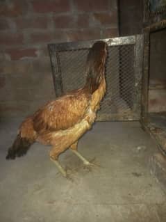 aseel hen with one pair of chicks