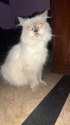 cat