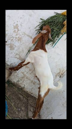 Bakra