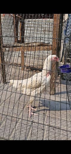 paper white female for sale grunted madi ha paper white ha