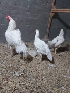 paper white aseel for sale