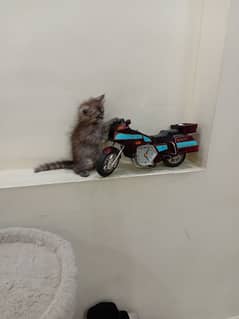pure Persian kittens + breeder female .