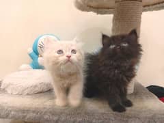 pure Persian kittens + breeder female .
