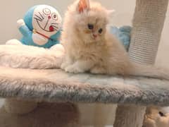 pure Persian kittens + breeder female .
