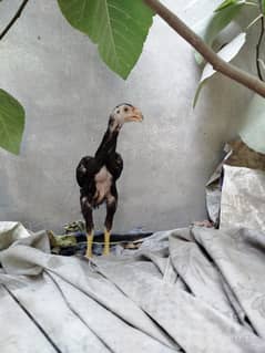 King Shamo | German Shamo | Aseel Shamo | Shamo chicks | White Shamo
