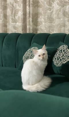 Persian