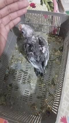 cocktail chick available for new home age 2 months all ok h