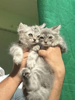 Kittens