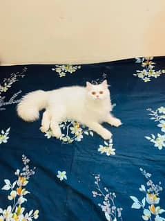 (0325-8943378) Top Quality Persian kitten or cat baby
