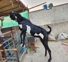 Pure Beetal bakra for eid
