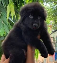 GSD Black female puppy top quality
