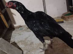 Aseel